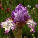 Sangone - fragrant Intermediate bearded Iris