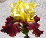 Say What - fragrant tall bearded Iris