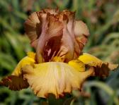 Scotch Blend - tall bearded Iris