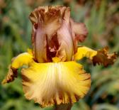 Scotch Blend - Tall bearded Iris
