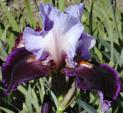 Second Fiddle - reblooming tall bearded Iris