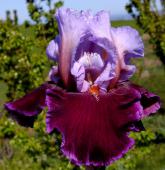 Second Fiddle - Reblooming tall bearded Iris