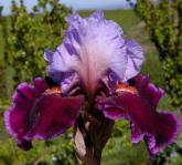 Second Fiddle - Reblooming Tall bearded Iris