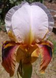 Shaman's Magic - Arilbred Iris