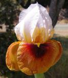 Shaman's Magic - Arilbred Iris