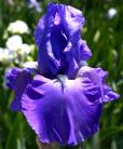 Shipshape - tall bearded Iris
