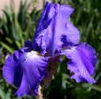 Shipshape - tall bearded Iris