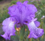 Show Finale - tall bearded Iris