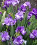 Show Finale - Tall bearded Iris