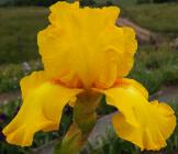 Skybeat - tall bearded Iris