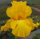 Skybeat - tall bearded Iris