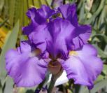 Smoky Mountain Memories - fragrant tall bearded Iris