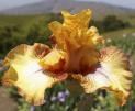 Sneezy - fragrant reblooming tall bearded Iris