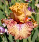Sneezy - Reblooming fragrant tall bearded Iris