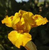 Snickers - fragrant SDB Standard Dwarf bearded