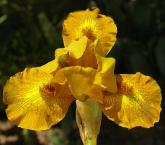 Snickers - fragrant SDB Standard Dwarf Bearded