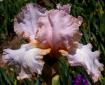 Sophistication - tall bearded Iris