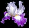Spot On - fragrant tall bearded Iris