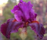 Storm Rider - tall bearded Iris