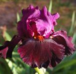 Storm Rider - tall bearded Iris