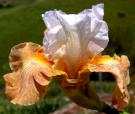 Strawberry Fool - tall bearded Iris