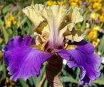 Subtle Beauty - Reblooming fragrant tall bearded Iris