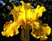 Summer Honey - Reblooming tall bearded Iris