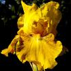 Summer Honey - reblooming tall bearded Iris