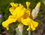 Summer Radiance - fragrant tall bearded Iris