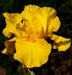 Summer Radiance - fragrant tall bearded Iris