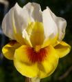 Sun and Snow - Reblooming Arilbred Iris