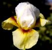 Sun and Snow - Reblooming Arilbred Iris