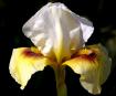 Sun and Snow - reblooming Arilbred Iris