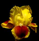 Sunstrip - reblooming SDB Standard Dwarf Bearded