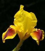 Sunstrip - Reblooming SDB Standard Dwarf bearded
