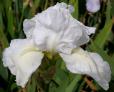 Swan Ballet - tall bearded Iris