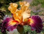 Sweet Child of Mine - reblooming tall bearded Iris