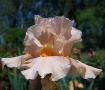 Sweet Linda - fragrant tall bearded Iris