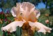 Sweet Linda - fragrant tall bearded Iris