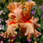Sweets - fragrant tall bearded Iris