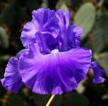 Autumn Grandeur - Reblooming tall bearded Iris