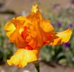 Tennessee Vol - tall bearded Iris