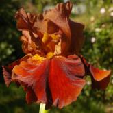 Terra Rosa - tall bearded Iris