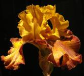 Test Pattern - Reblooming tall bearded Iris