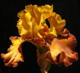 Test Pattern - Reblooming tall bearded Iris