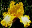 That's all Folks - tall bearded Iris