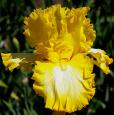 That's all Folks - tall bearded Iris