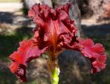 Tiff - fragrant reblooming tall bearded Iris