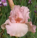 Tomorrow's Vision - fragrant tall bearded Iris