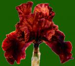 Tootsie Roll - fragrant border bearded Iris